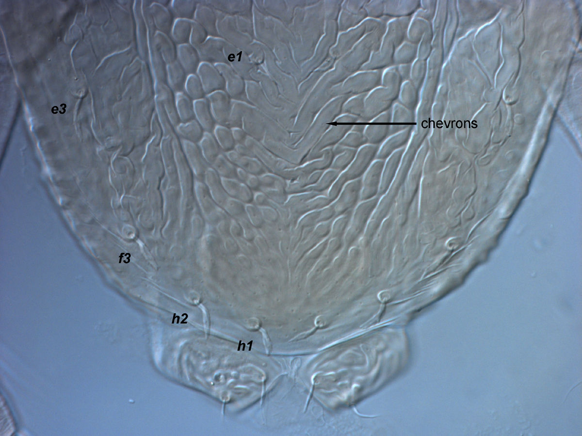  Fig. 9.  Brevipalpus yothersi , adult female posterior dorsum. 
