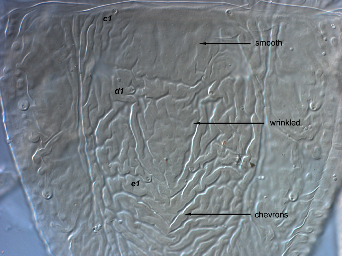  Fig. 5.  Brevipalpus yothersi , adult female anterior dorsal opisthosoma. 