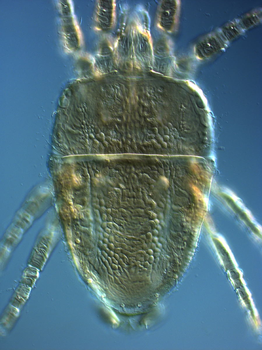  Fig. 1.  Brevipalpus phoenicis  sensu stricto, female dorsum. 