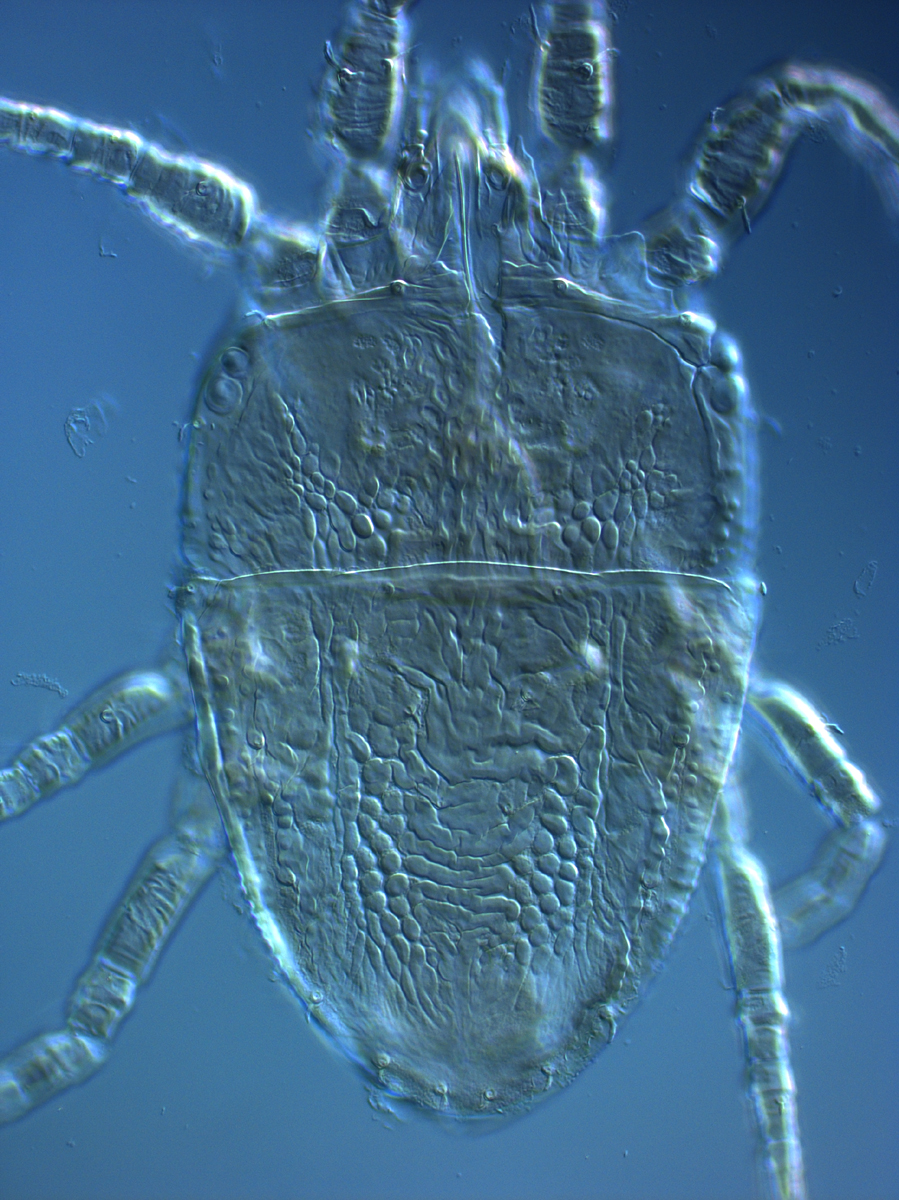 Fig. 2.  Brevipalpus phoenicis  sensu stricto, female dorsum. 