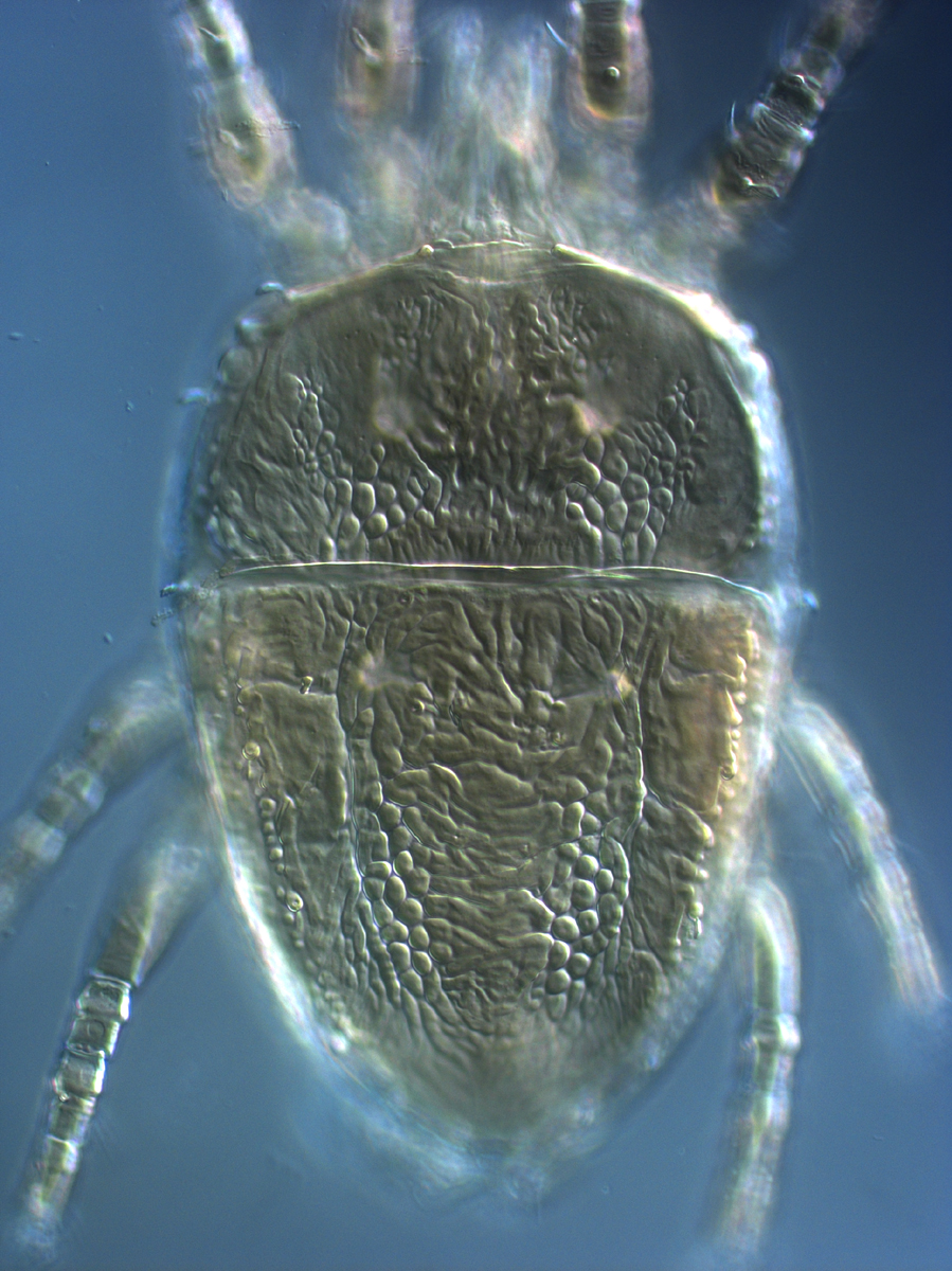  Fig. 3.  Brevipalpus phoenicis  sensu stricto, female dorsum. 