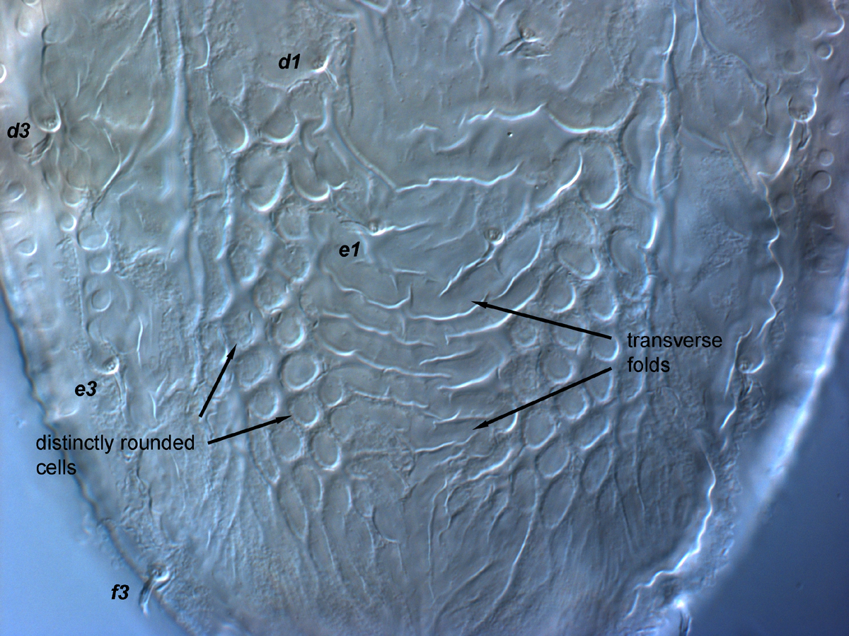  Fig. 7.  Brevipalpus phoenicis  sensu stricto, female central dorsal opisthosoma. 