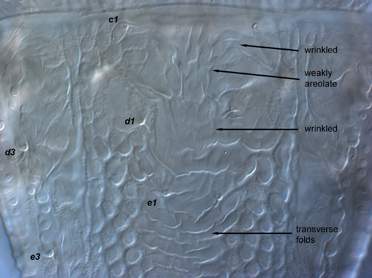  Fig. 6.  Brevipalpus phoenicis  sensu stricto, female anterior dorsal opisthosoma. 