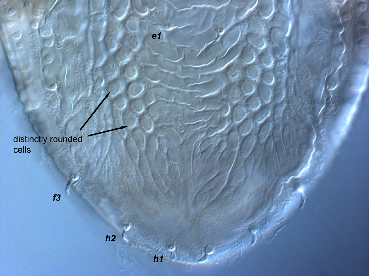  Fig. 8.  Brevipalpus phoenicis  sensu stricto, female posterior dorsum. 