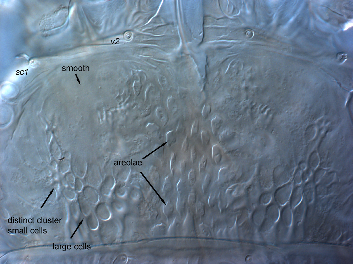  Fig. 4.  Brevipalpus phoenicis  sensu stricto, female prodorsum. 