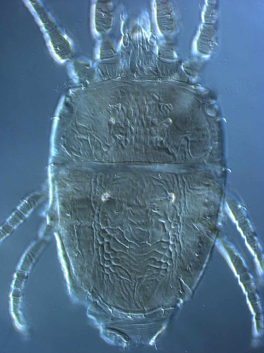  Fig. 3.  Brevipalpus azores , female dorsum. 