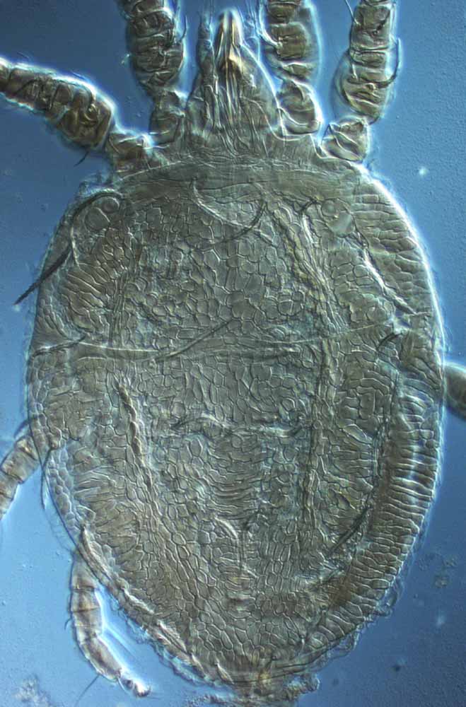            Fig. 1.   Brevipalpus portalis  female dorsum   (paratype).   