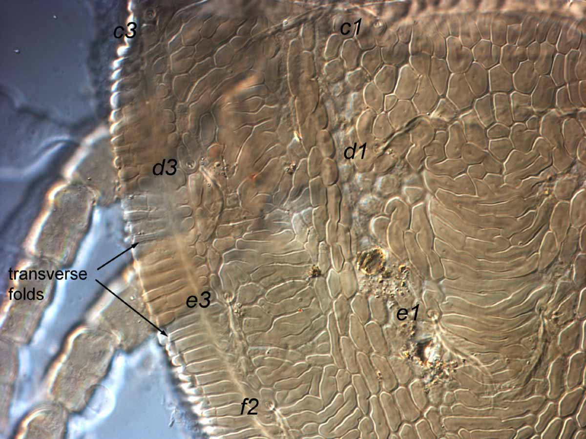            Fig. 8.   Brevipalpus portalis  female lateral dorsal opisthsoma      