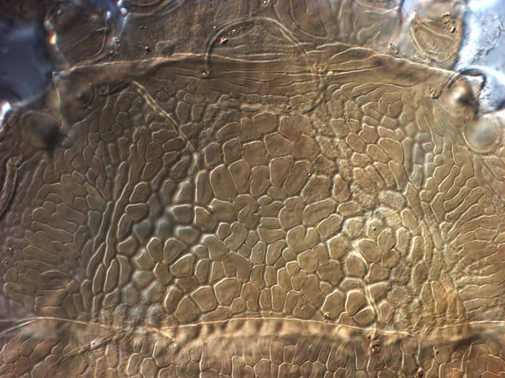            Fig. 3.   Brevipalpus portalis  female   prodorsum.   