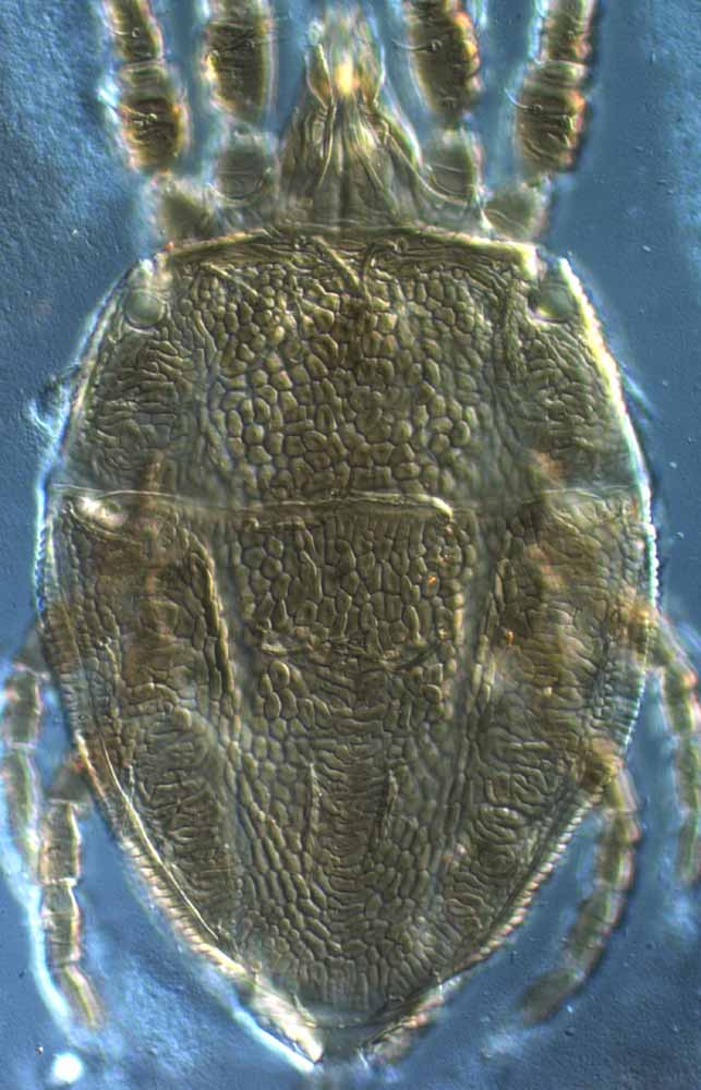            Fig. 2.   Brevipalpus portalis  female dorsum.   