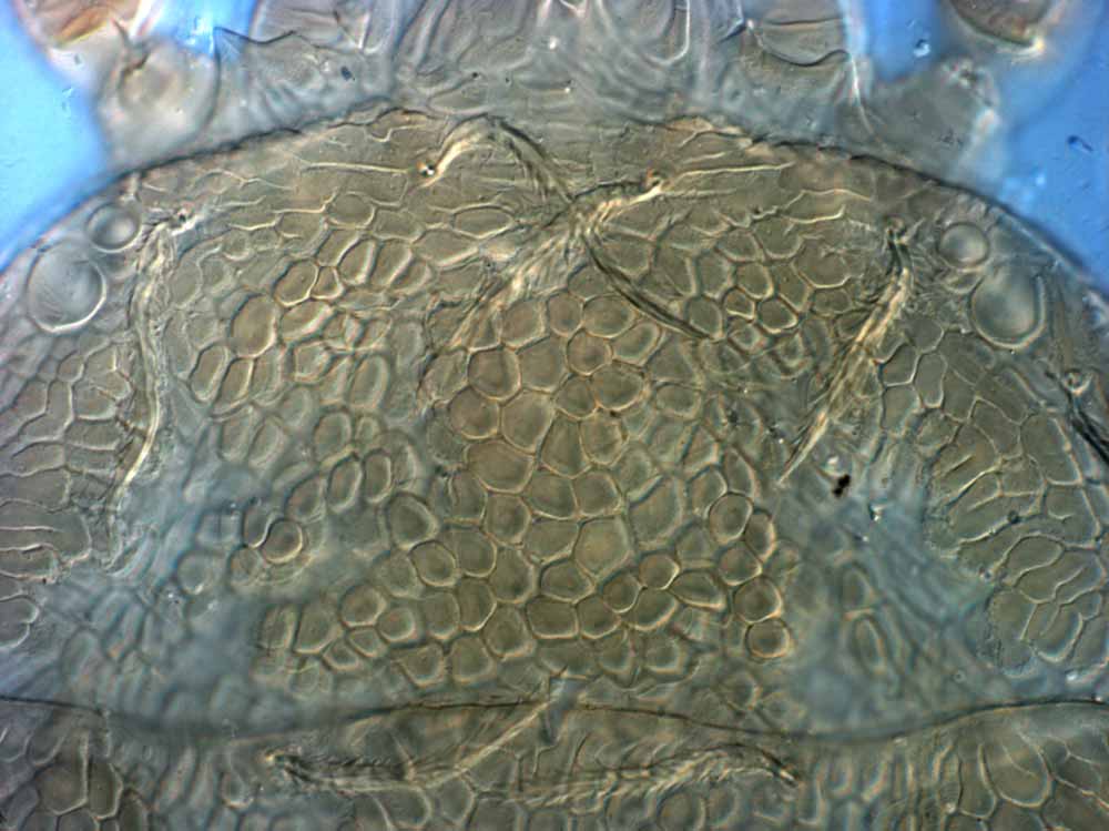            Fig. 4.   Brevipalpus portalis  female   prodorsum.   
