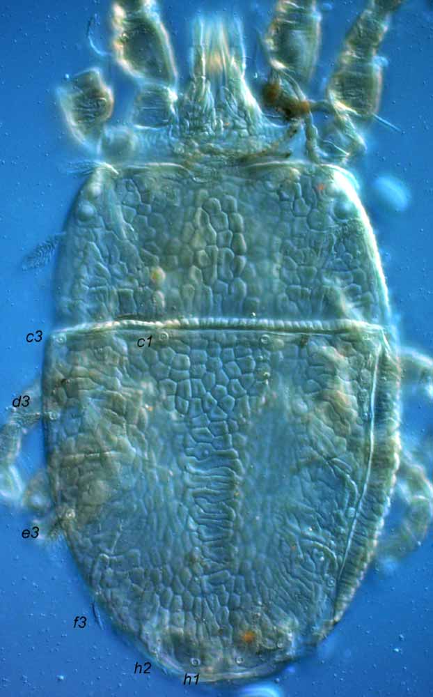            Fig. 2.   Brevipalpus recki  female dorsum.   