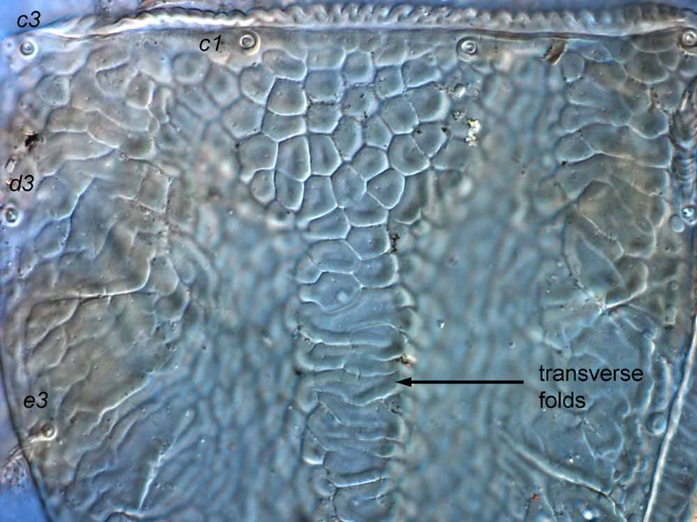            Fig. 5.   Brevipalpus recki  female anterior dorsal   opisthosoma.   
