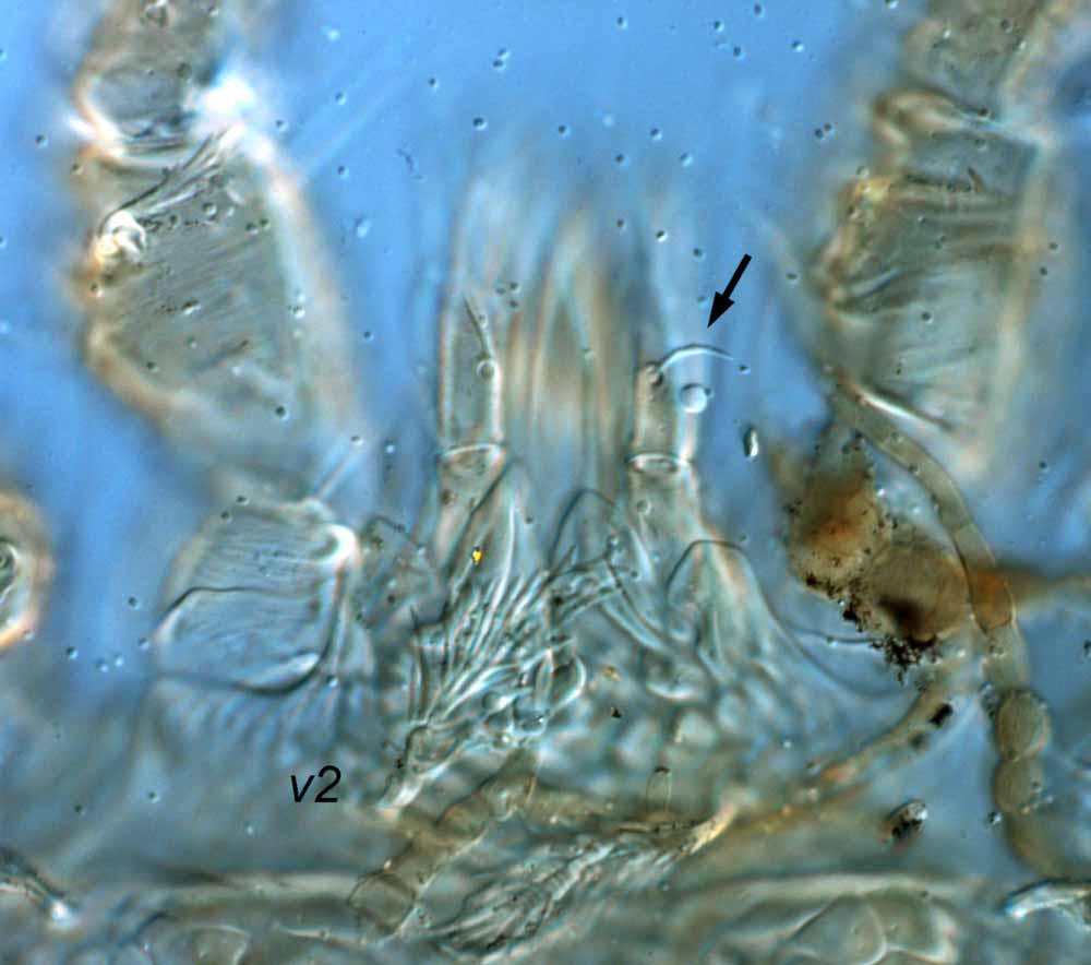            Fig. 10.   Brevipalpus recki  female palp - arrow indicates seta   on palp femur.   