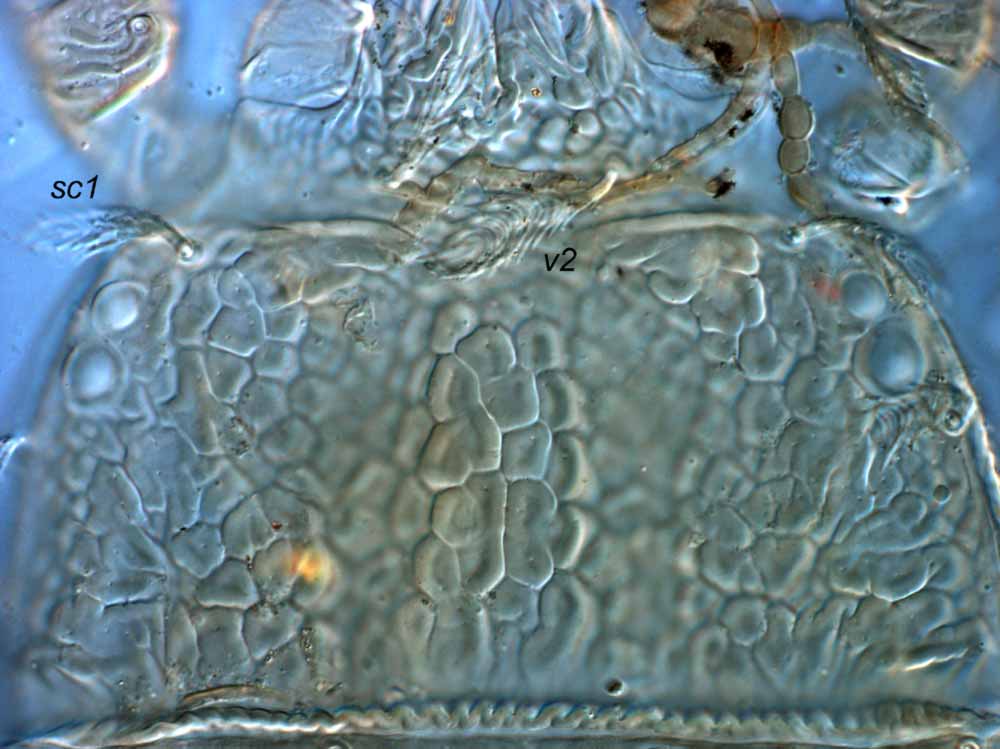            Fig. 4.   Brevipalpus recki  female prodorsum.   