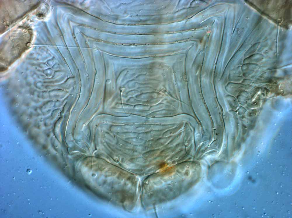            Fig. 8.   Brevipalpus recki  female   posterior venter.   