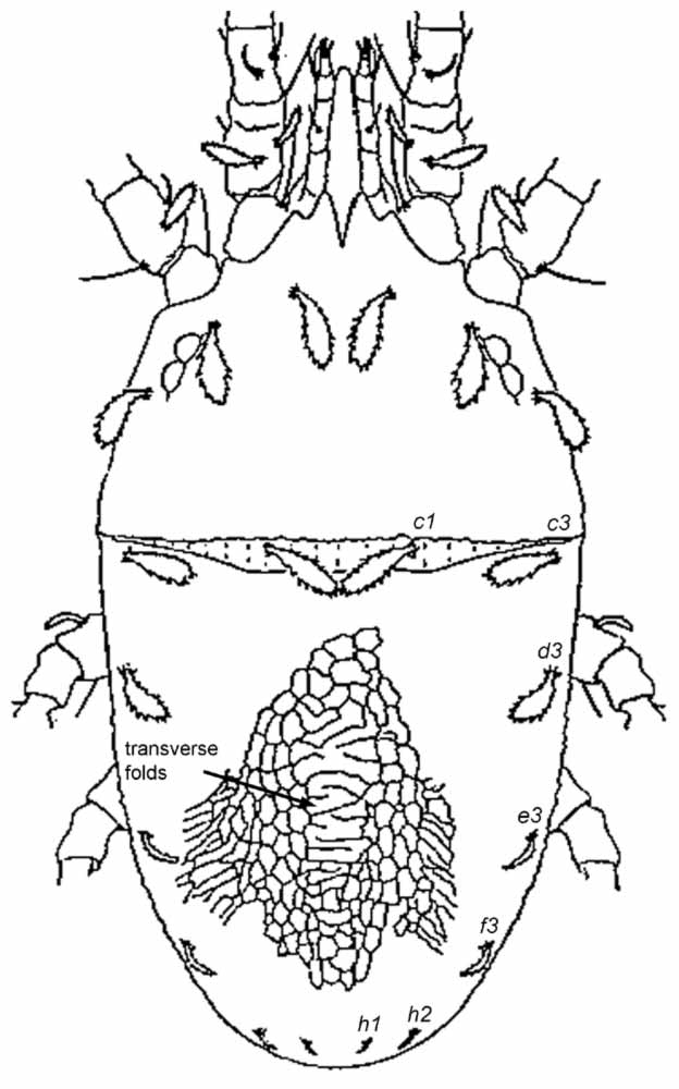            Fig. 1.   Brevipalpus recki  female dorsum (after Livshitz   amp; Mitrofanov 1968).   