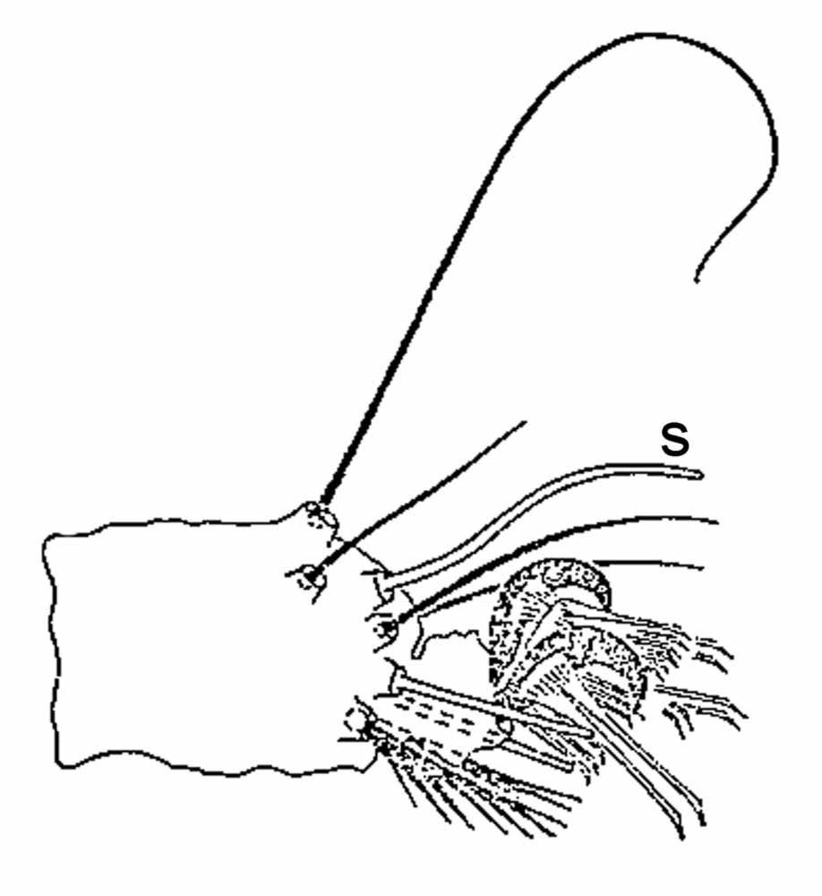            Fig. 3.   Brevipalpus recki  female tarsus I (s = solenidion)   (after Livshitz amp; Mitrofanov 1968).   