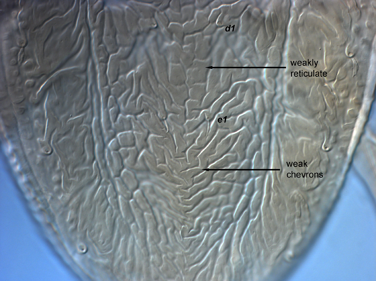  Fig. 8.  Brevipalpus yothersi , adult female central dorsal opisthosoma. 