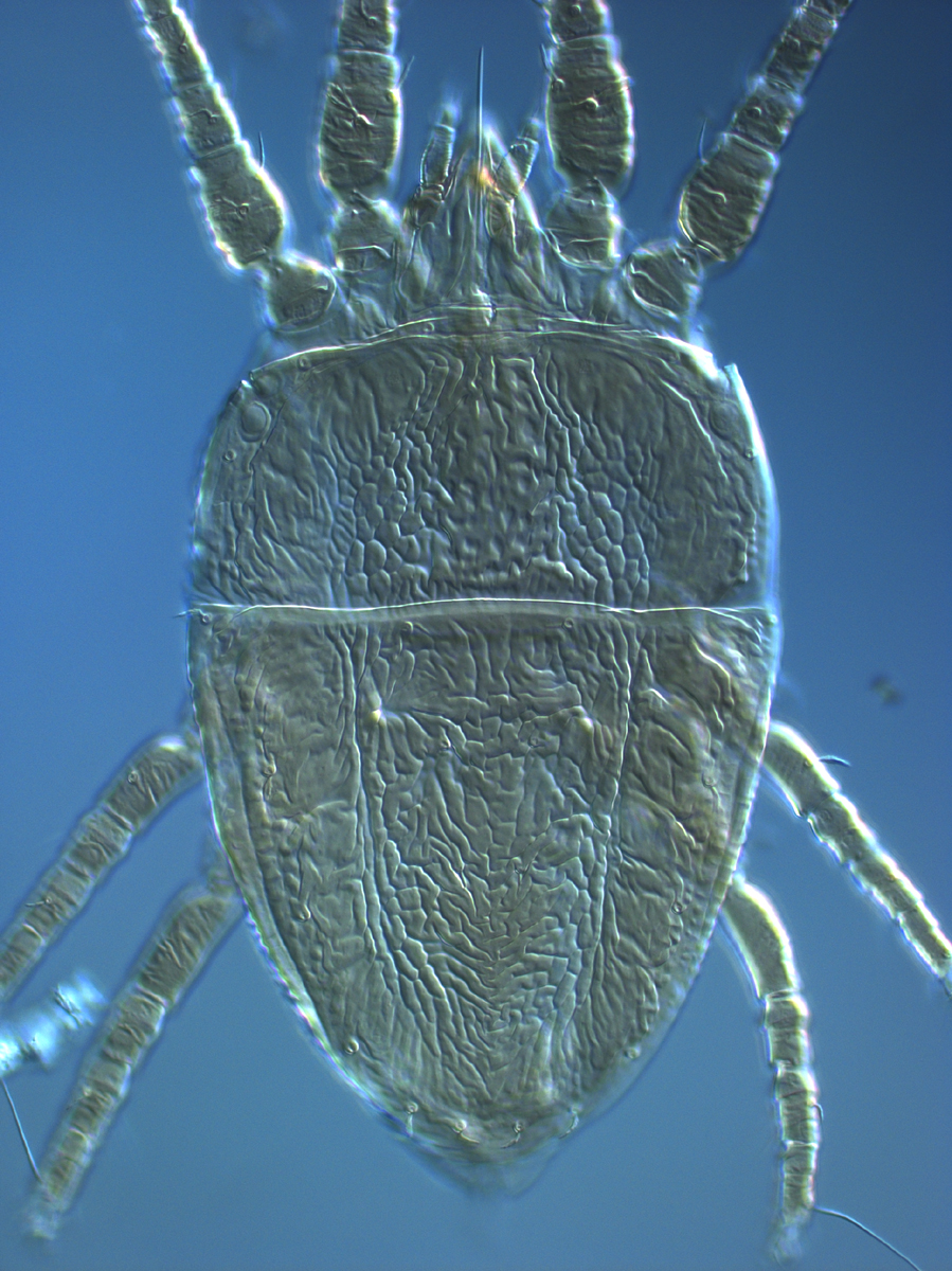  Fig. 1.  Brevipalpus yothersi , adult female dorsum. 