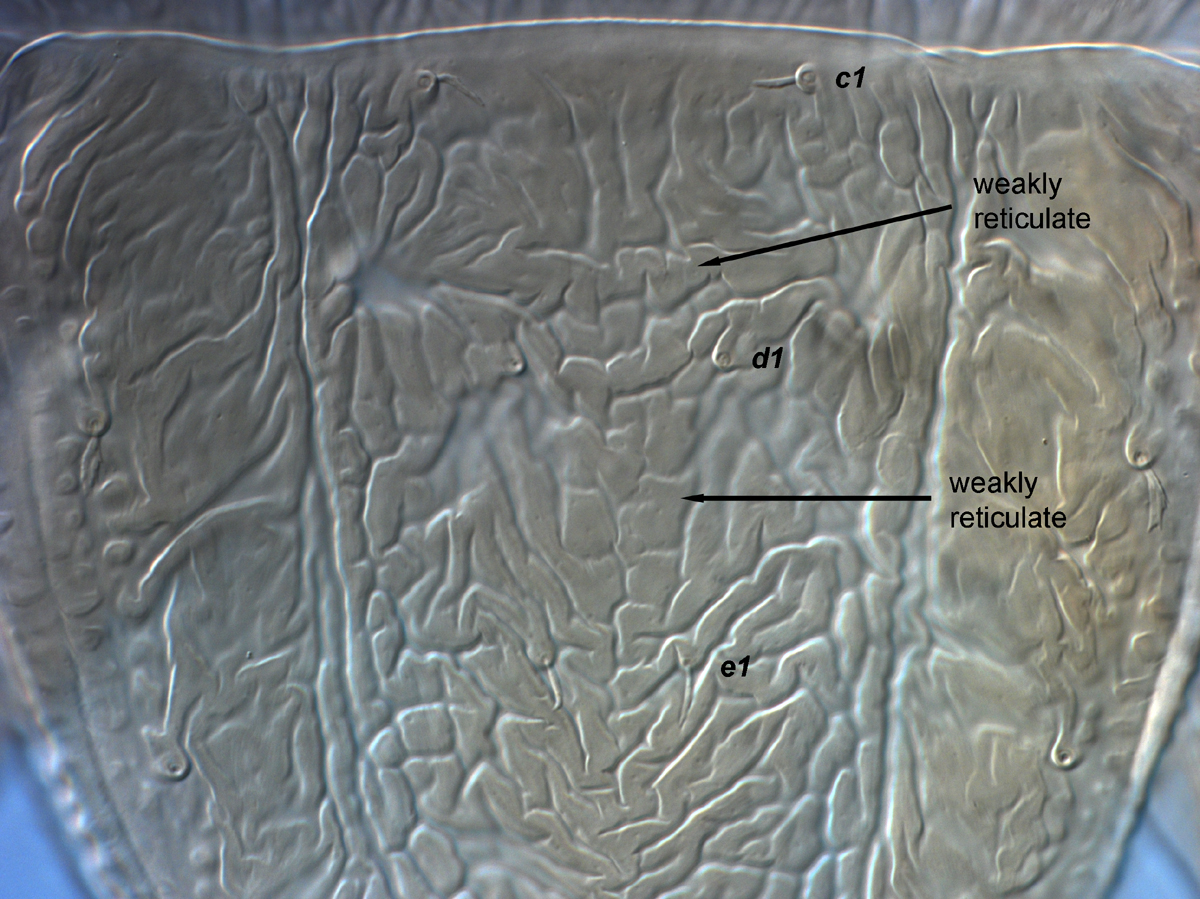  Fig. 7.  Brevipalpus yothersi , adult female anterior dorsal opisthosoma. 