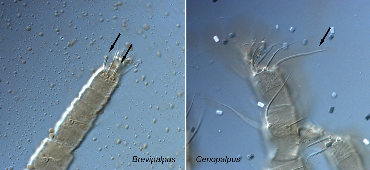            Fig. 10.  Solenidion on tarsus I-II of  Brevipalpus  (short,   rod-like) and  Cenopalpus  (long, slender) (indicated by   arrows).   