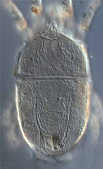            Fig. 4.   Brevipalpus  sp. female   dorsum.   