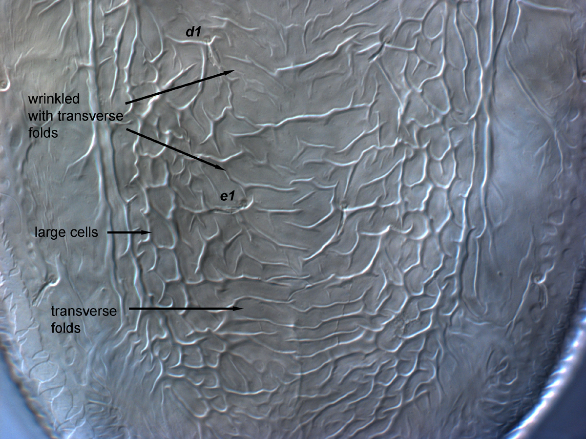  Fig. 8.  Brevipalpus tucuman , female central dorsal opisthosoma. 