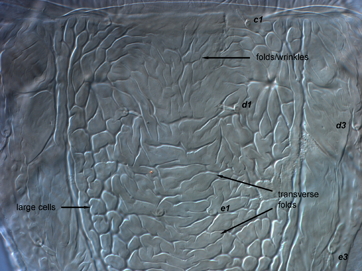  Fig. 6.  Brevipalpus tucuman , female anterior dorsal opisthosoma. 