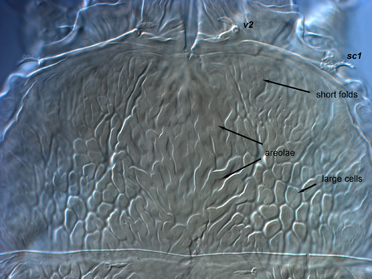  Fig. 4.  Brevipalpus tucuman , female prodorsum. 