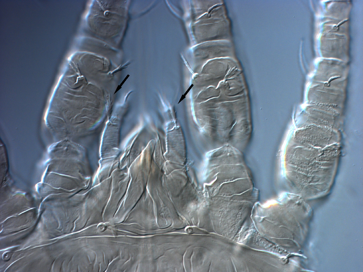  Fig. 11.  Brevipalpus tucuman , female palp indicating dorsal seta on femorgenu (arrows). 