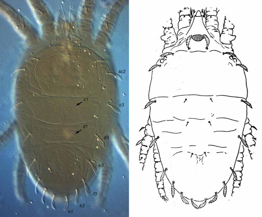            Fig. 18.   Brevipalpus chilensis  deutonymph dorsum (illustration   after Pritchard amp; Baker 1958) - note all lateral setae are of similar   length.   