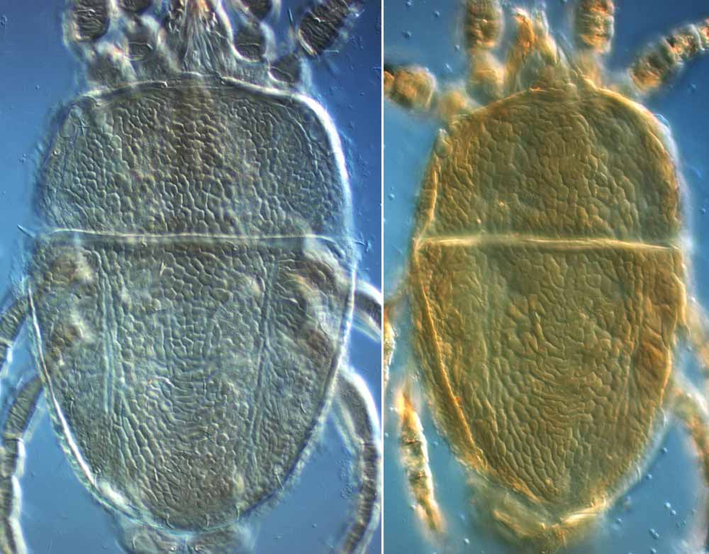            Fig. 2.   Brevipalpus chilensis  female dorsum. (same   scale)    