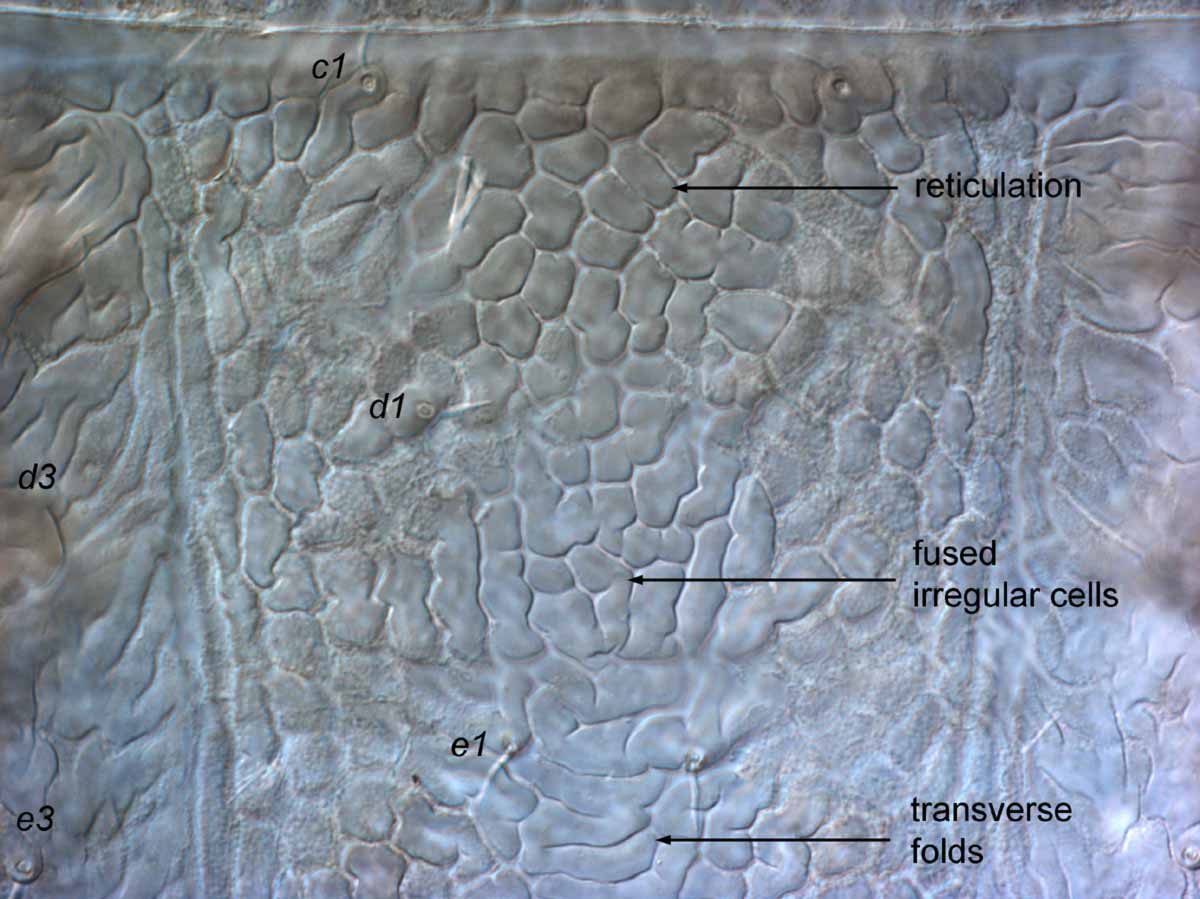            Fig. 8.   Brevipalpus chilensis  female anterior dorsal   opisthosoma.   