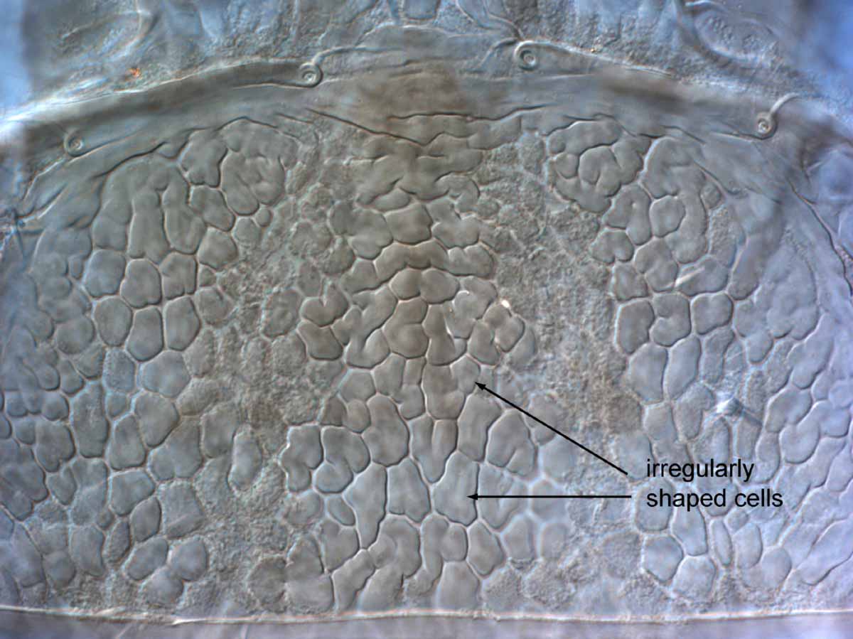            Fig. 5.   Brevipalpus chilensis  female   prodorsum.   