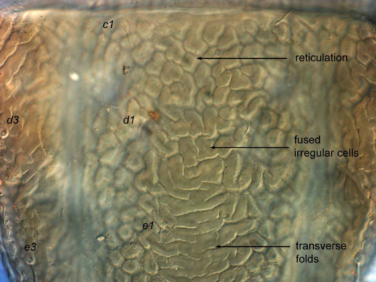            Fig. 9.   Brevipalpus chilensis  female anterior dorsal   opisthosoma.   