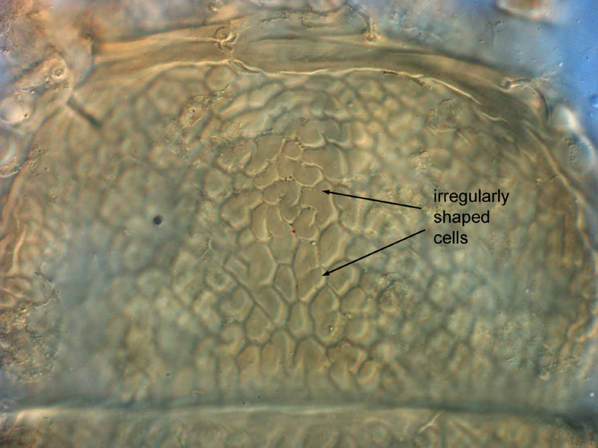            Fig. 6.   Brevipalpus chilensis  female   prodorsum.    