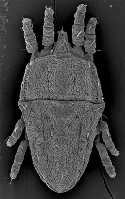            Fig. 3.   Brevipalpus chilensis  female dorsum   (image: Gary Bauchan, USDA-ARS).   