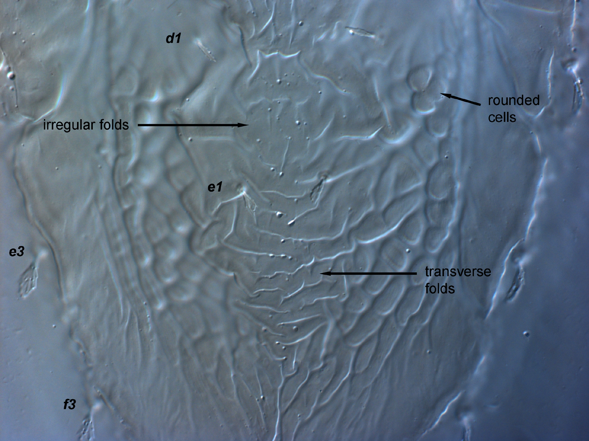  Fig. 5.  Brevipalpus feresi , female central dorsal opisthosoma. 