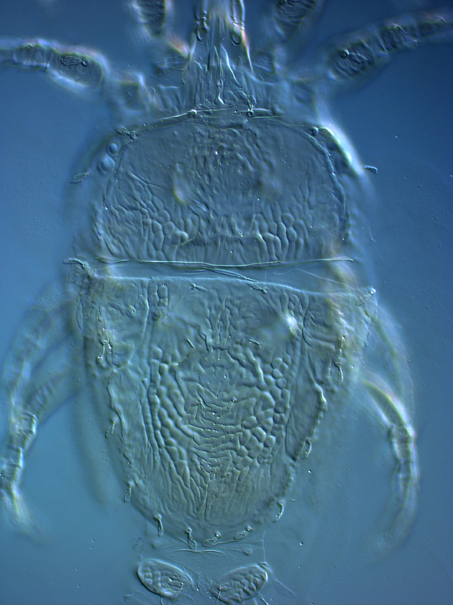  Fig. 1.  Brevipalpus feresi , female dorsum. 