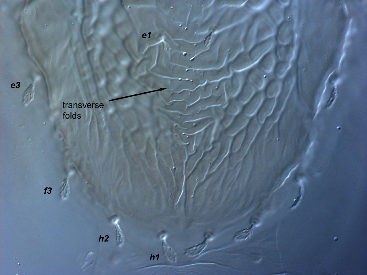  Fig. 8.  Brevipalpus feresi , female posterior dorsum. 