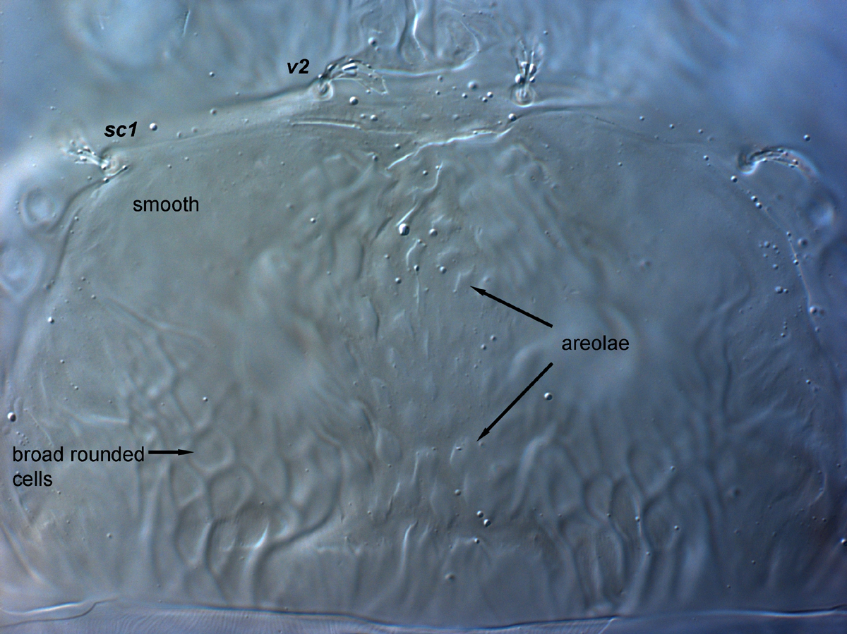  Fig. 3.  Brevipalpus feresi , female prodorsum. 