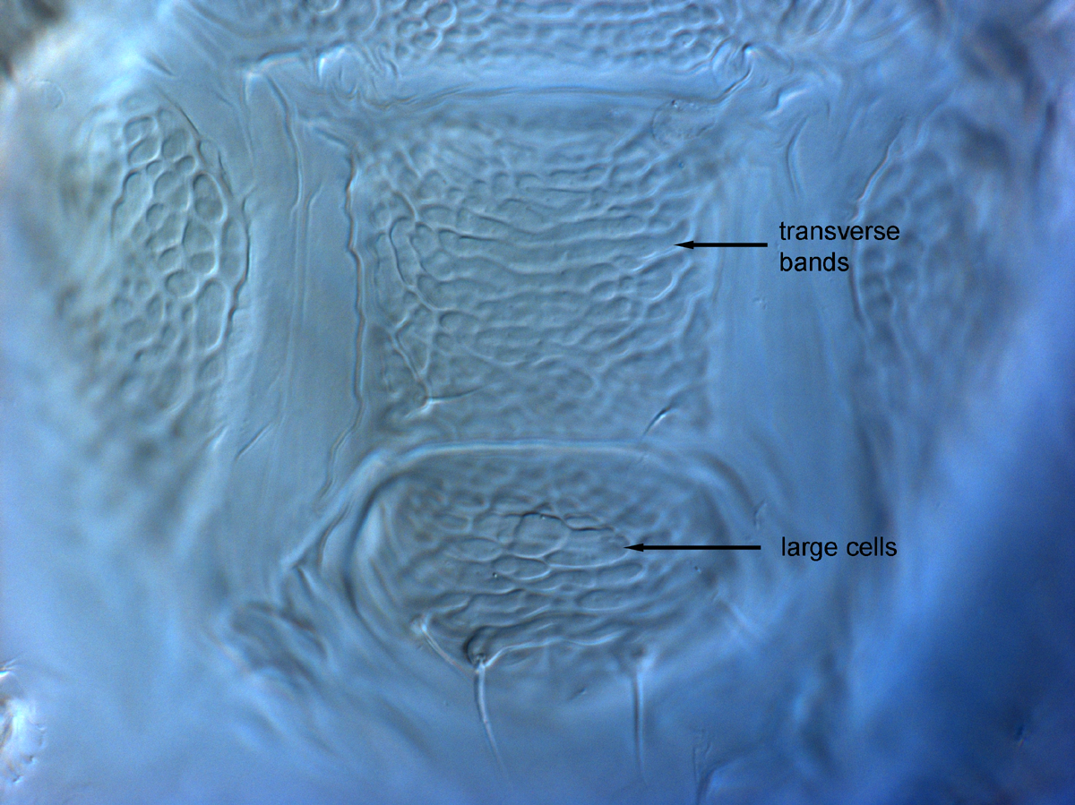  Fig. 16.  Brevipalpus feresi , female posterior venter. 
