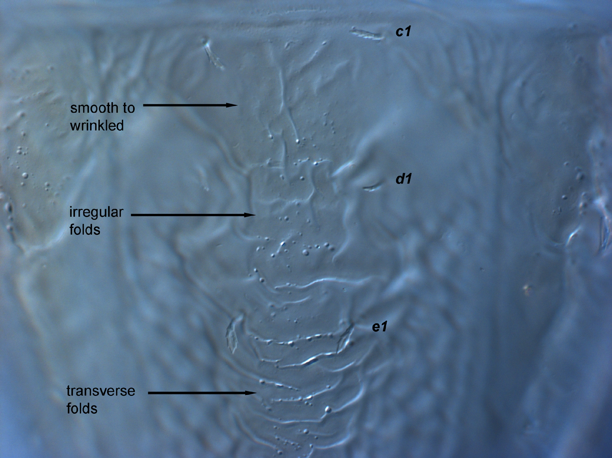  Fig. 4.  Brevipalpus feresi , female anterior dorsal opisthosoma. 