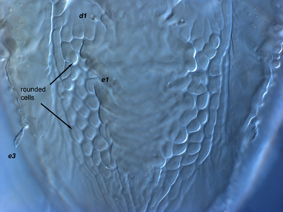  Fig. 7.  Brevipalpus feresi , female central dorsal opisthosoma. 
