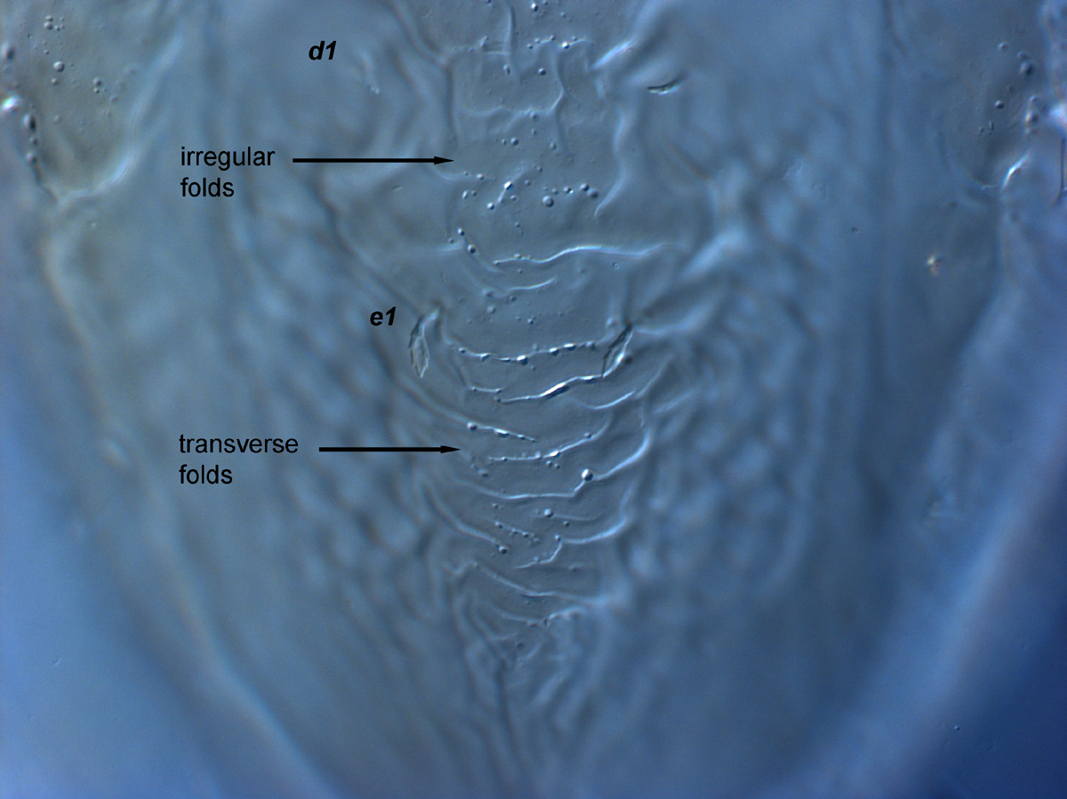  Fig. 6.  Brevipalpus feresi , female central dorsal opisthosoma. 