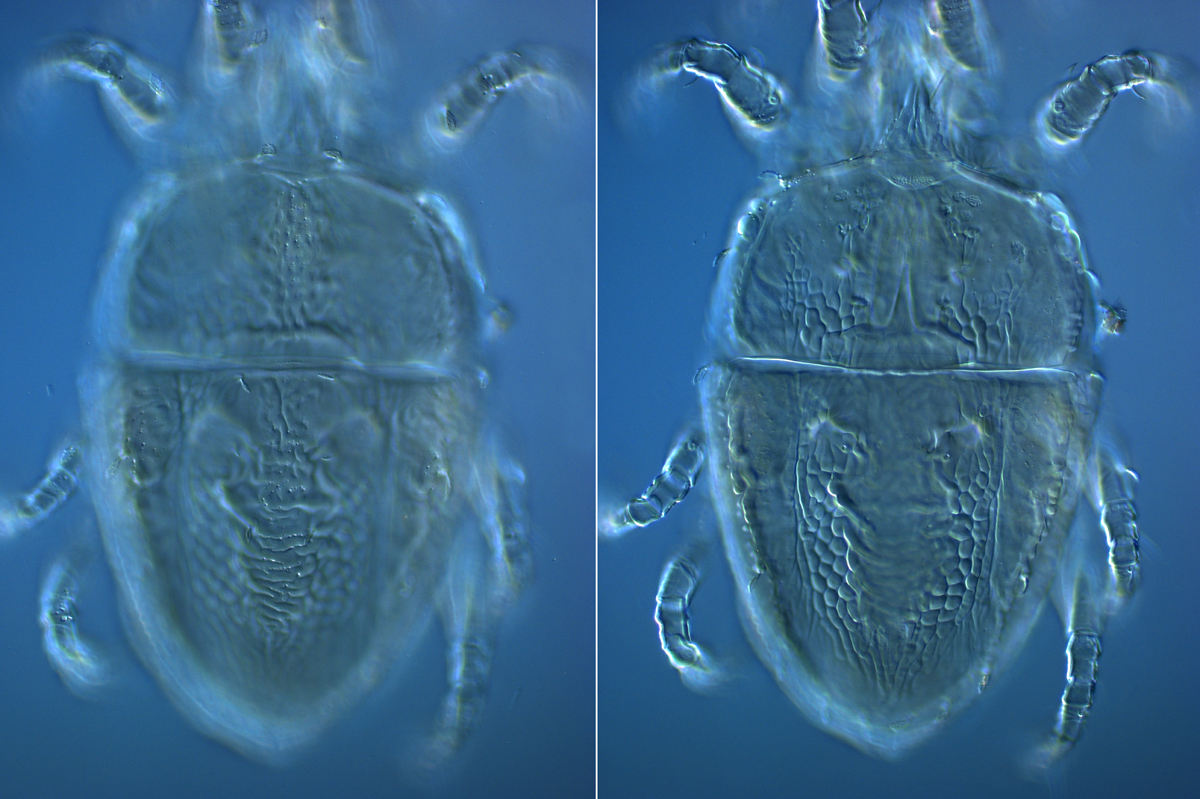  Fig. 2.  Brevipalpus feresi , female dorsum. 