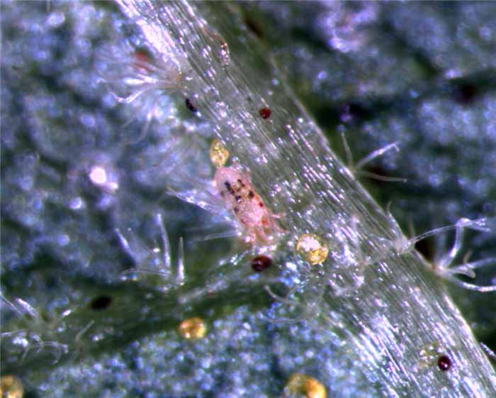            Fig. 12.   Brevipalpus  sp. female   live.   