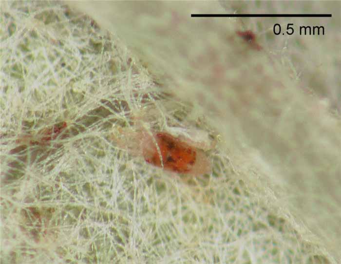            Fig. 11.   Brevipalpus  sp. female   live.   