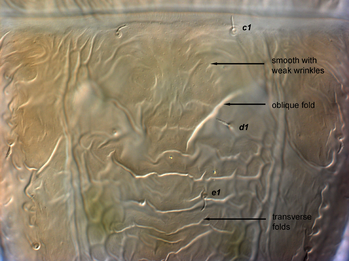  Fig. 4.  Brevipalpus papayensis , female anterior dorsal opisthosoma (paratype). 